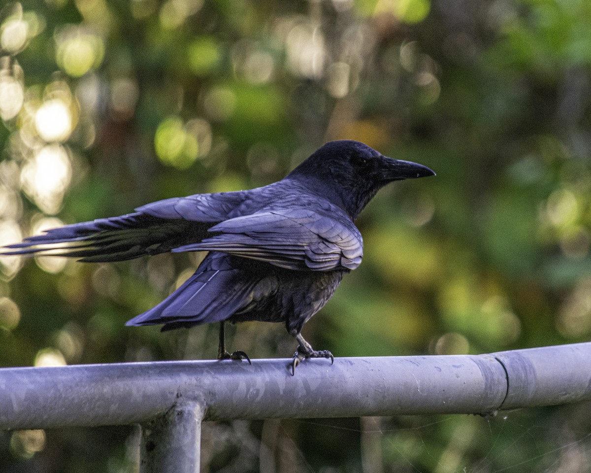 American Crow - ML643661810