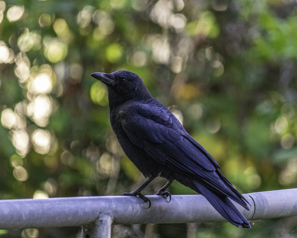 American Crow - ML643661811