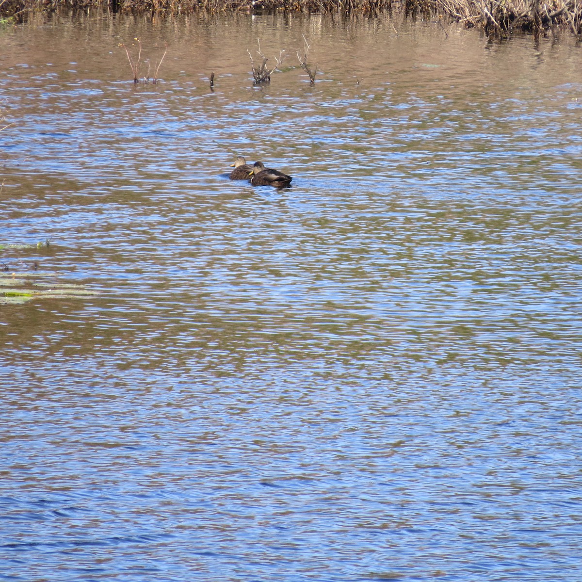 American Black Duck - ML643661812