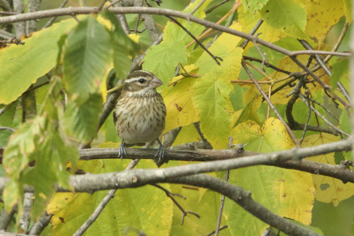 Rose-breasted Grosbeak - ML643661818