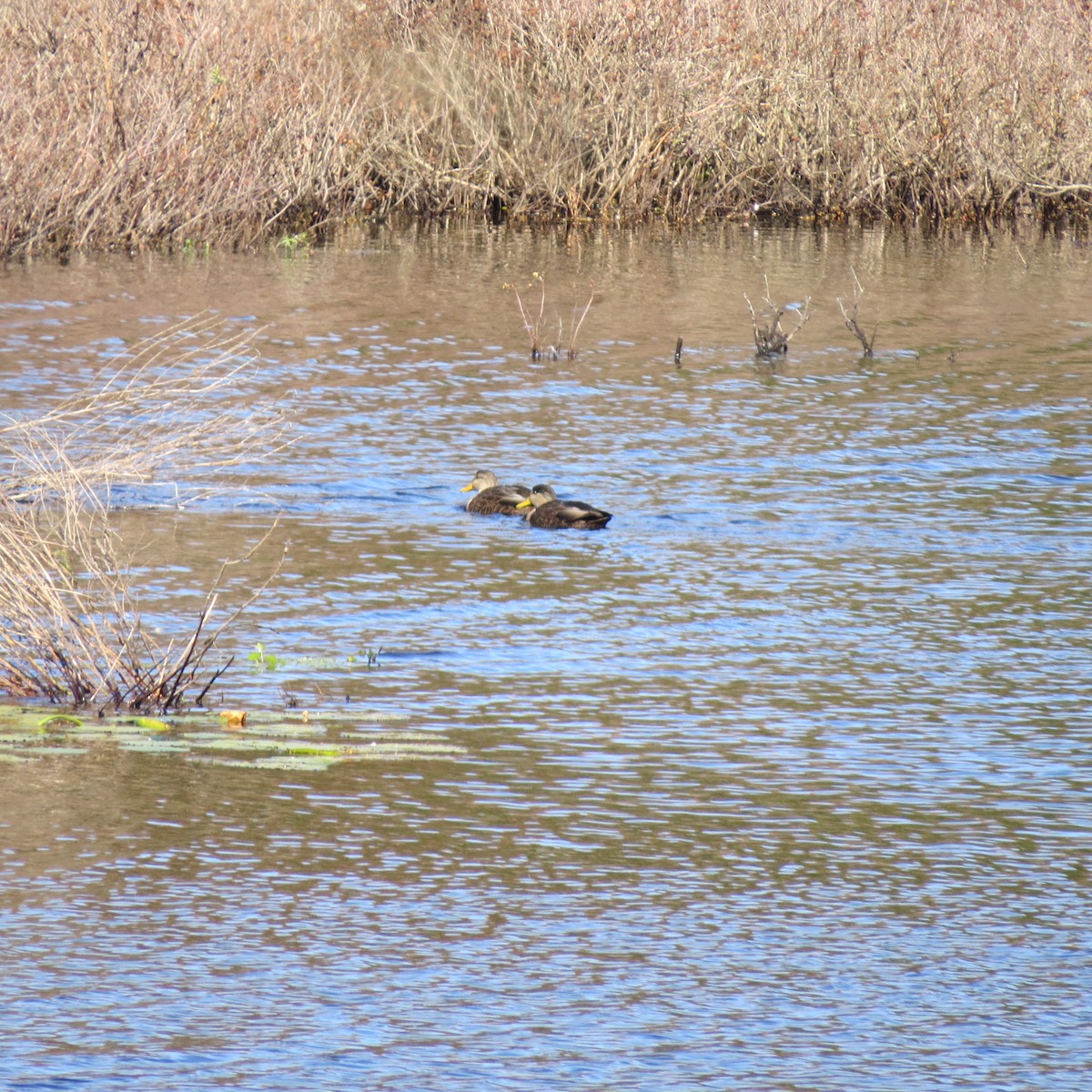 American Black Duck - ML643661819