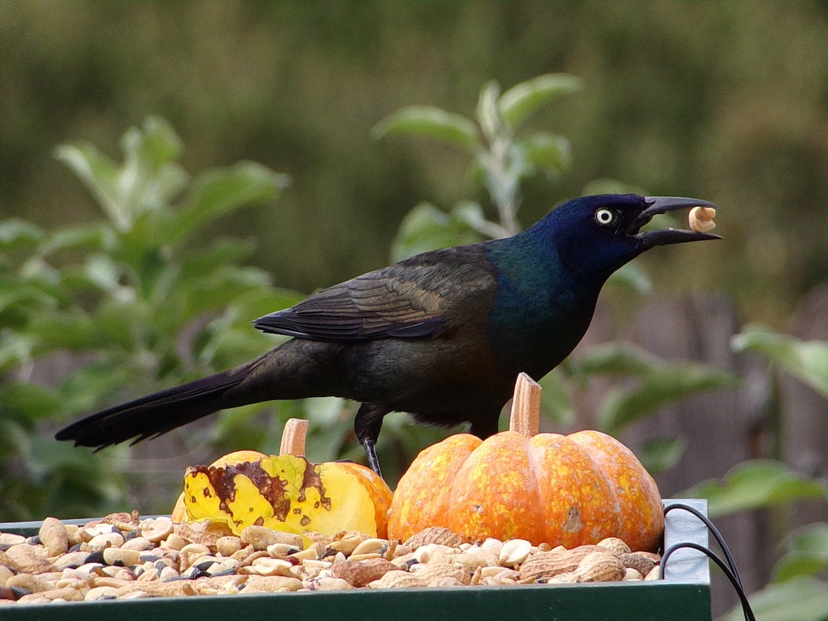 Common Grackle - ML643661820