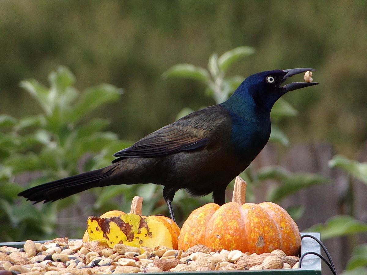 Common Grackle - ML643661822