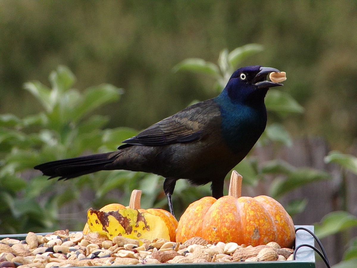 Common Grackle - ML643661824