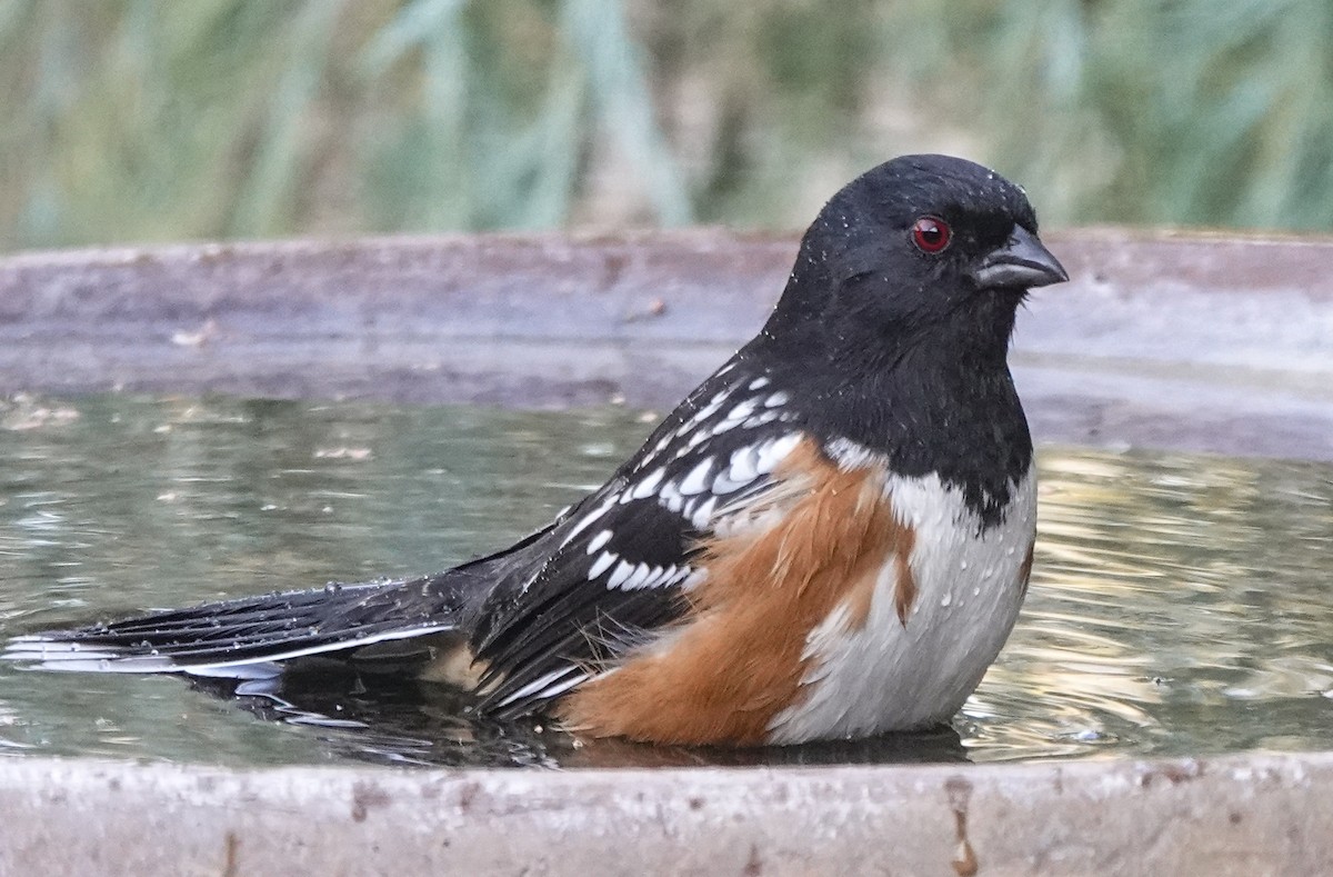 Spotted Towhee - ML643661825