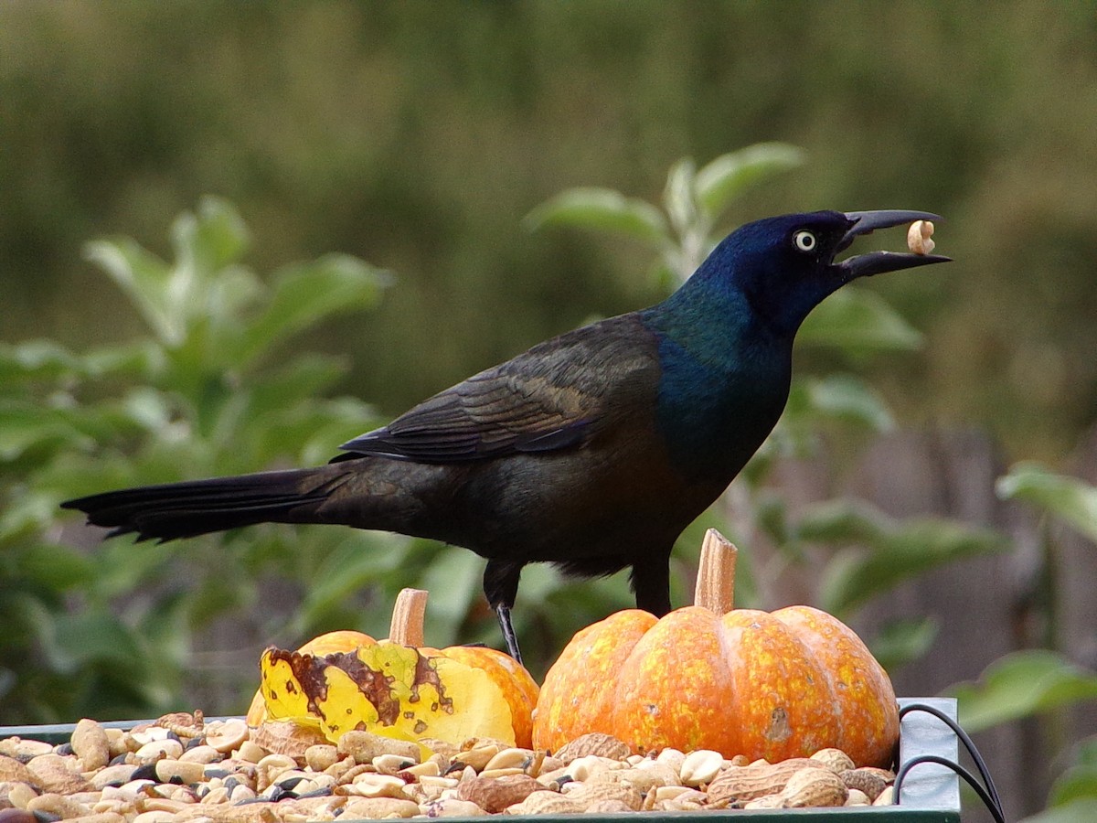 Common Grackle - ML643661826