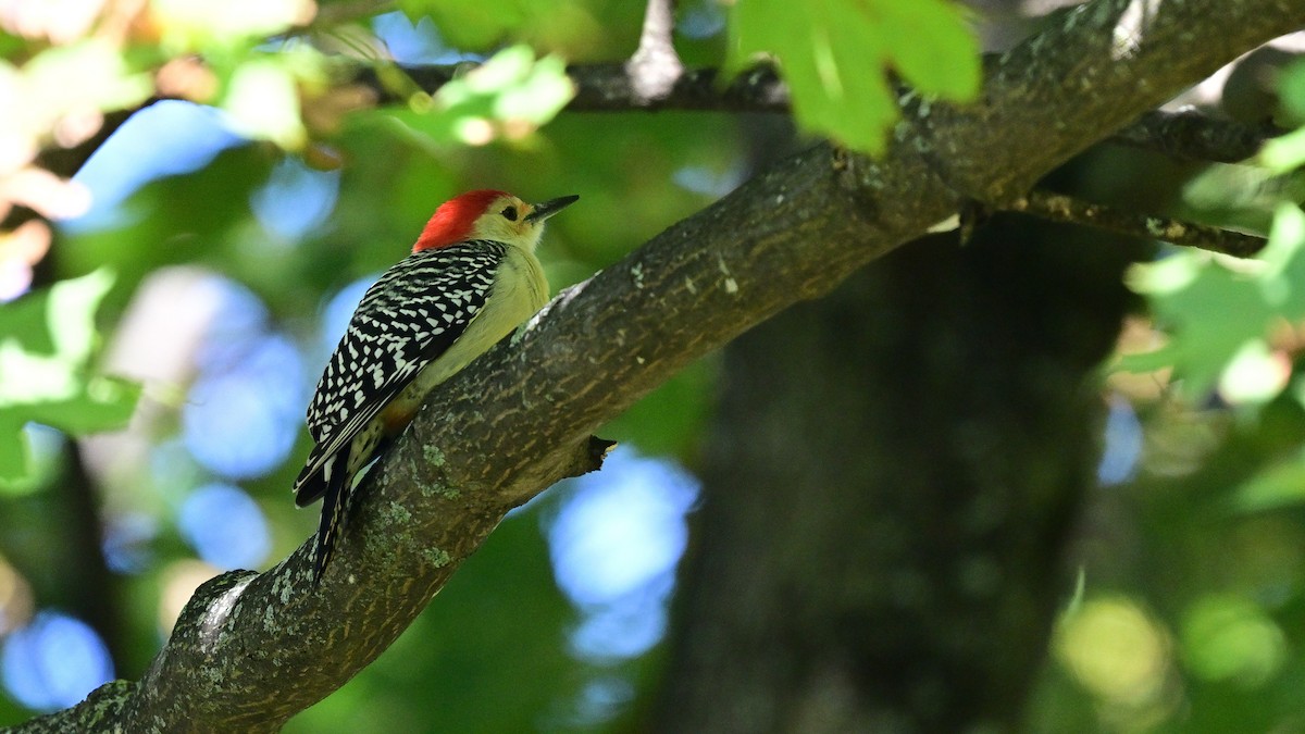 Red-bellied Woodpecker - ML643661827