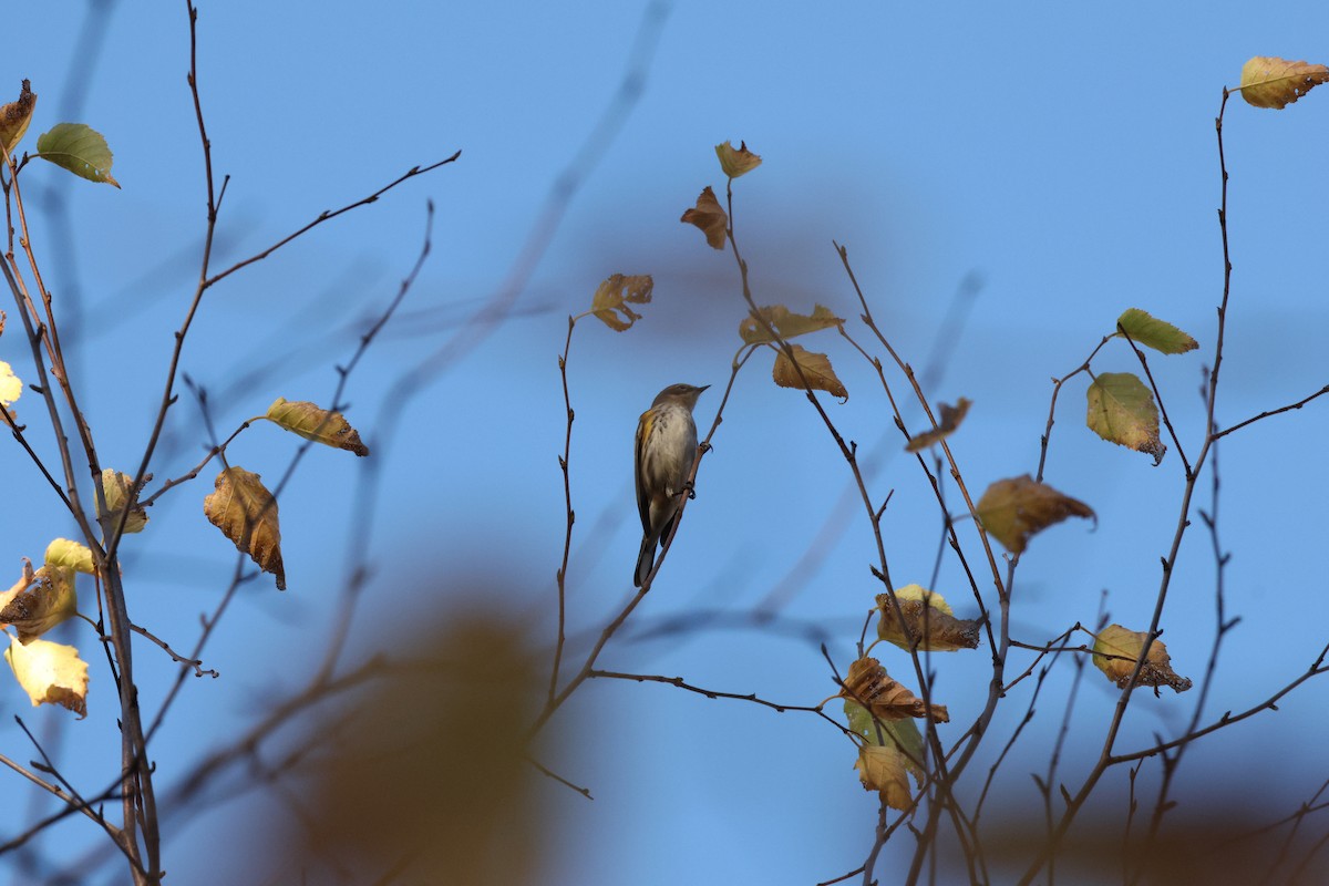 Yellow-rumped Warbler - ML643661828