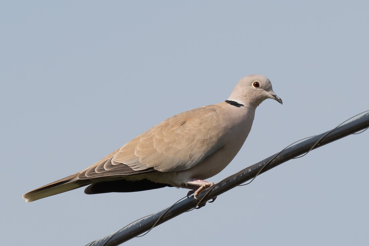 Eurasian Collared-Dove - ML643661830