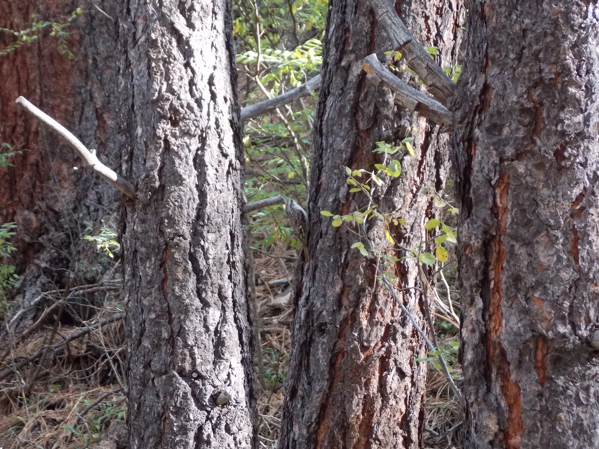 Brown Creeper - ML643661831