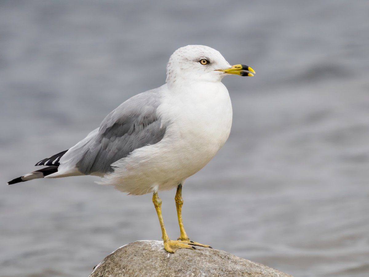 Ring-billed Gull - ML643661832