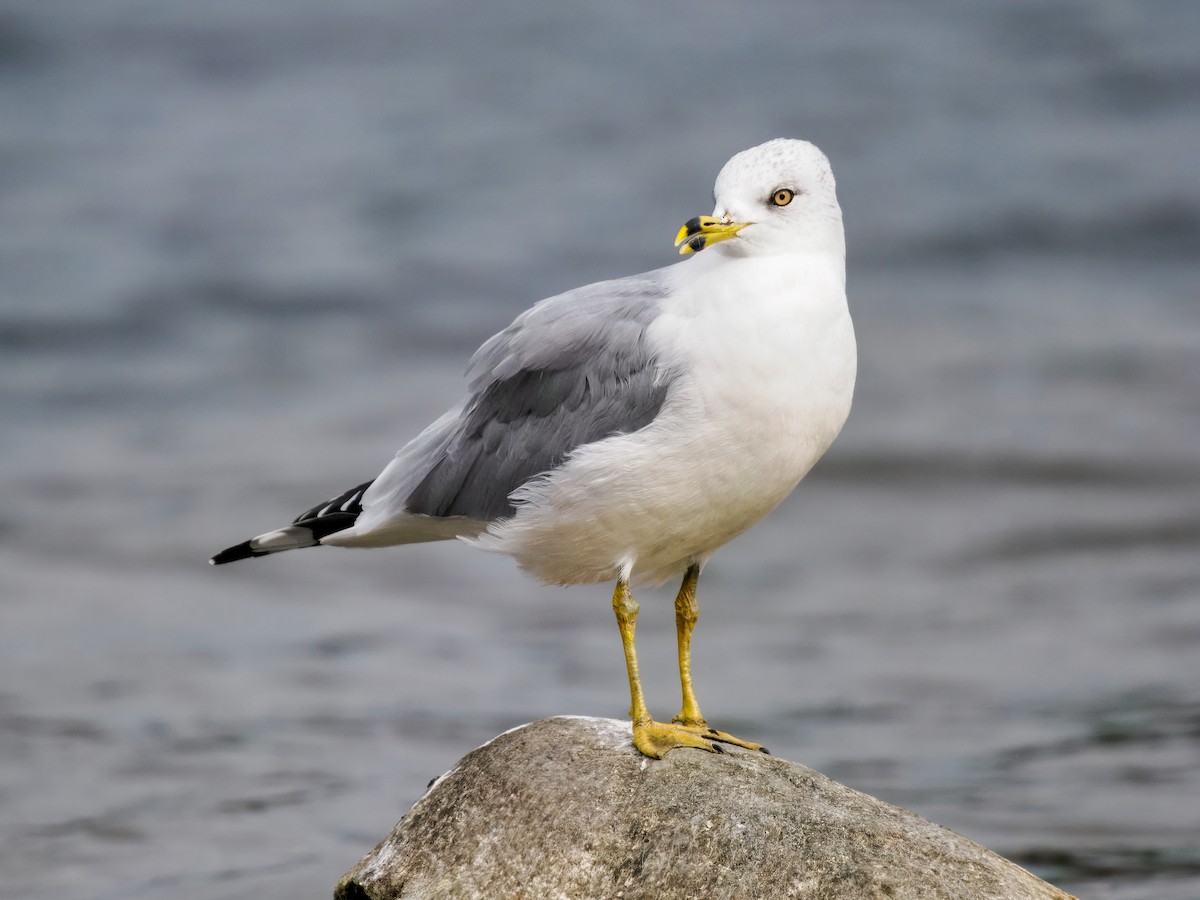 Ring-billed Gull - ML643661833