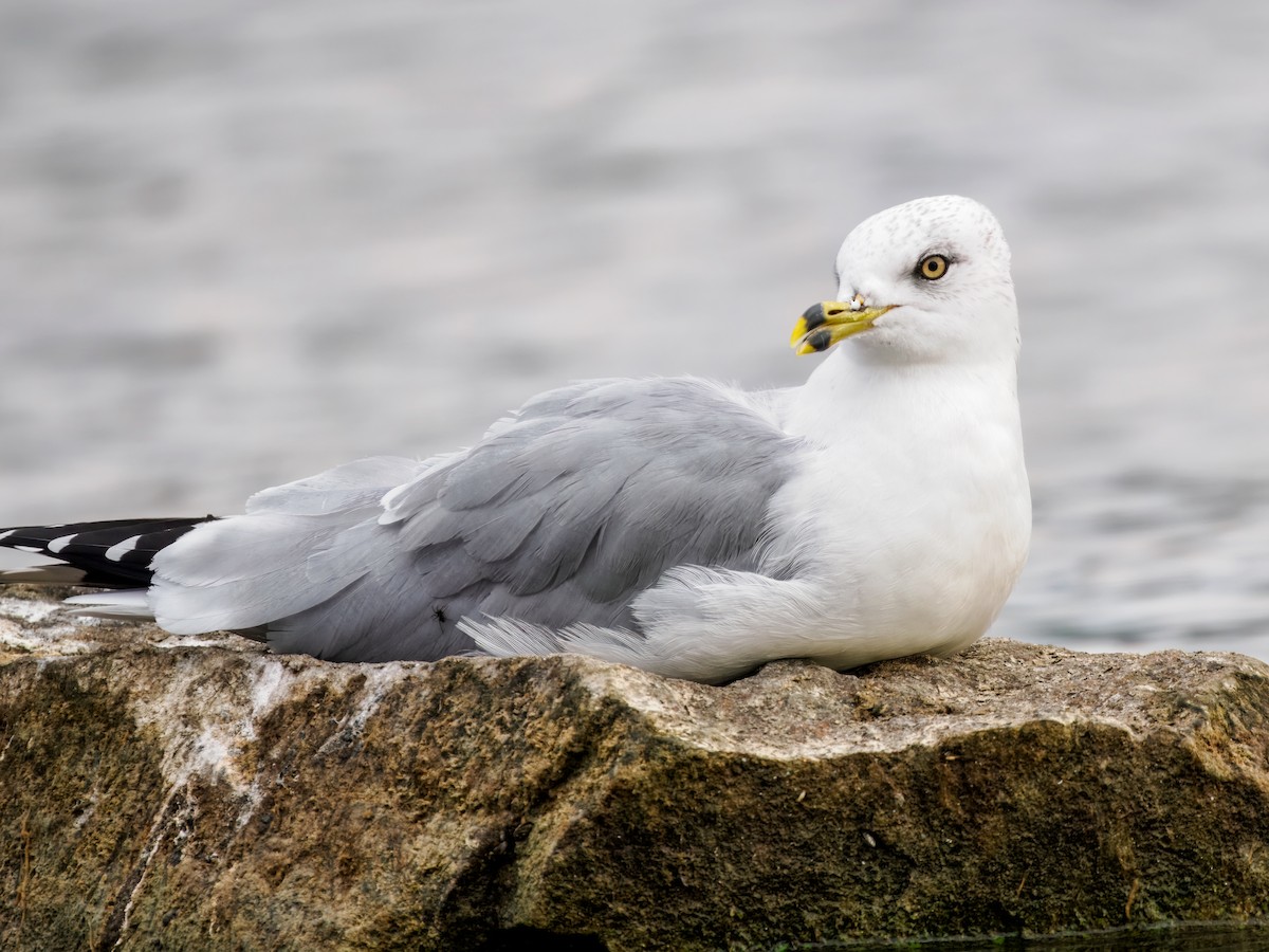 Ring-billed Gull - ML643661834
