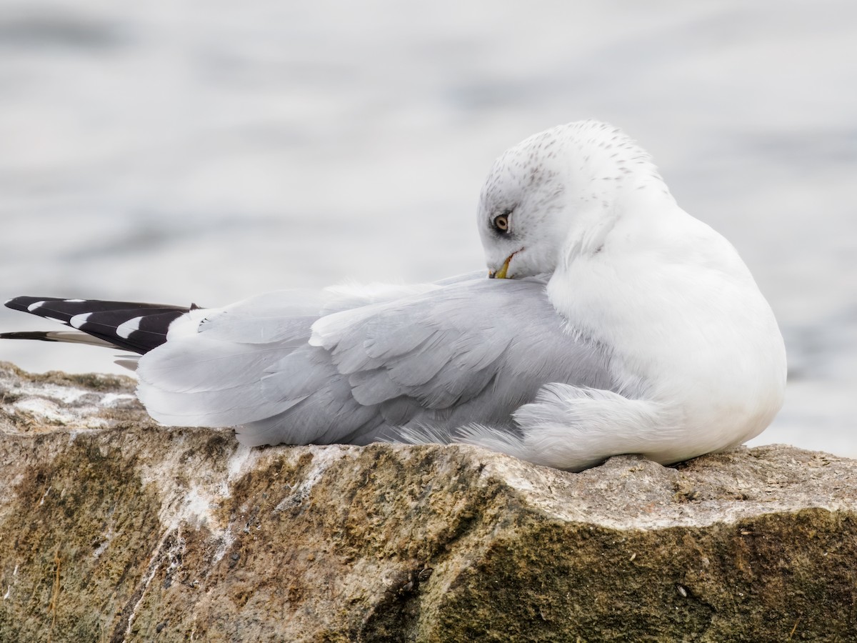Ring-billed Gull - ML643661835