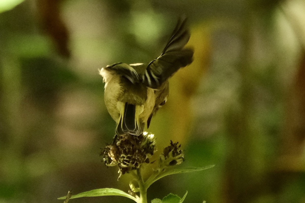 Ruby-crowned Kinglet - ML643661836