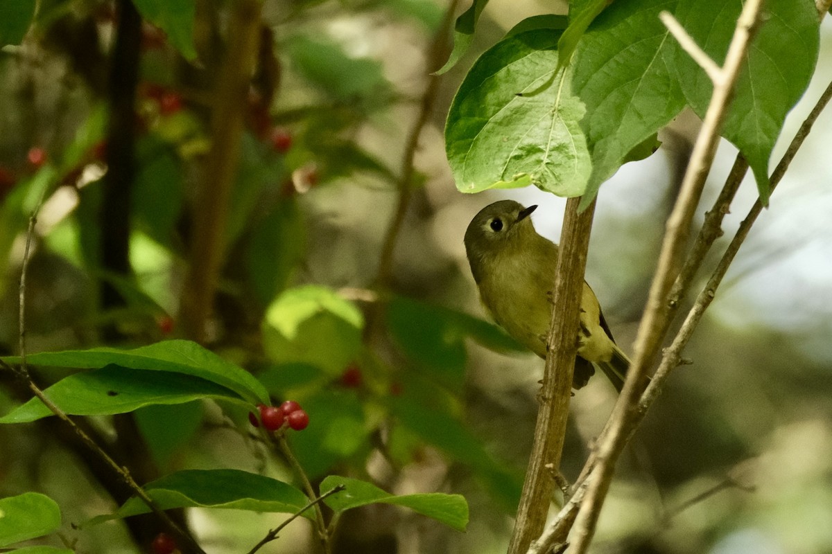 Ruby-crowned Kinglet - ML643661837