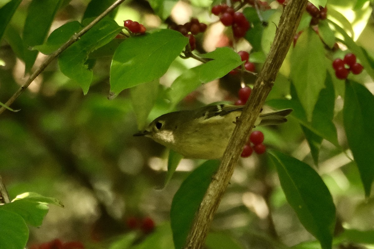 Ruby-crowned Kinglet - ML643661838