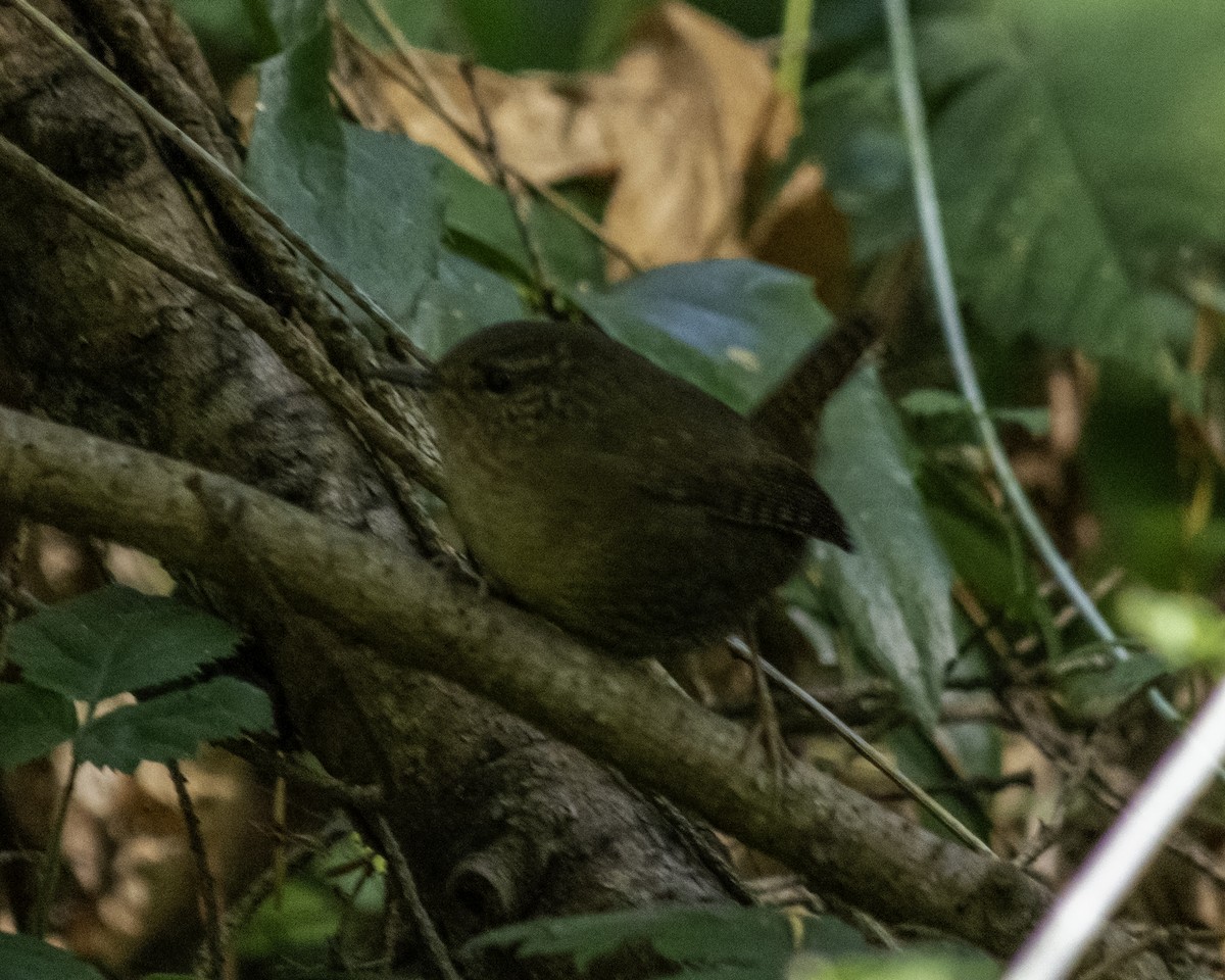 Pacific Wren - ML643661839