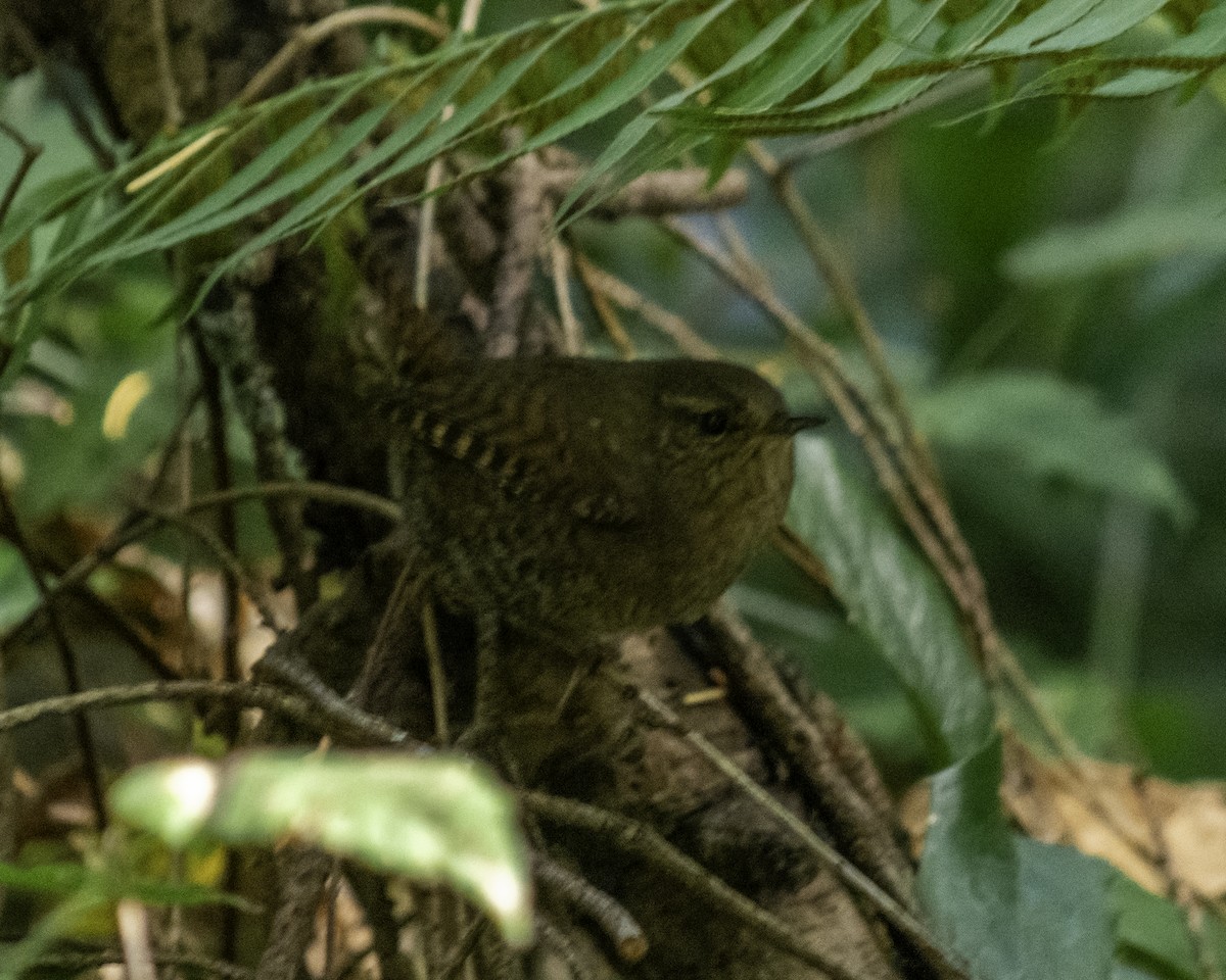 Pacific Wren - ML643661840