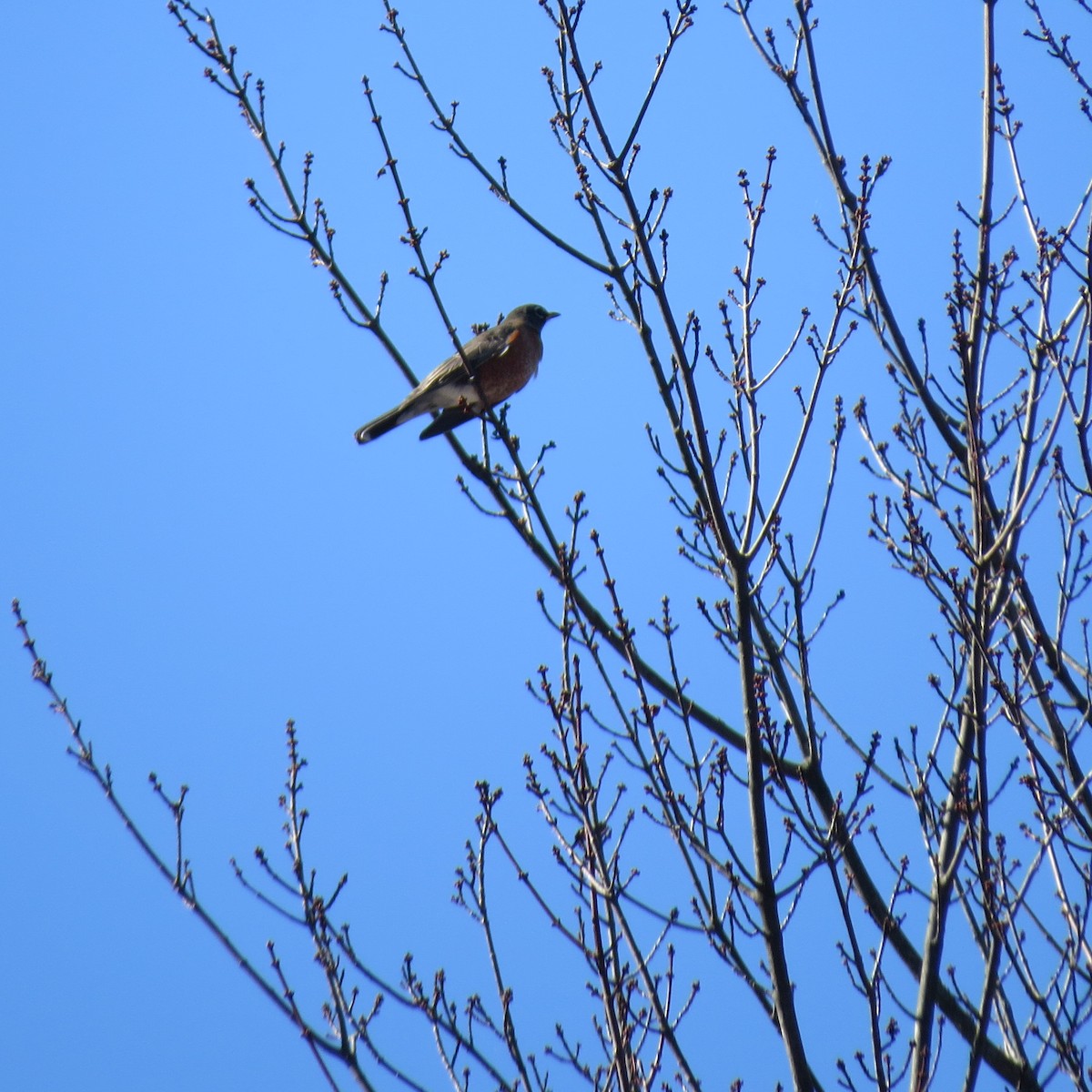 American Robin - ML643661841