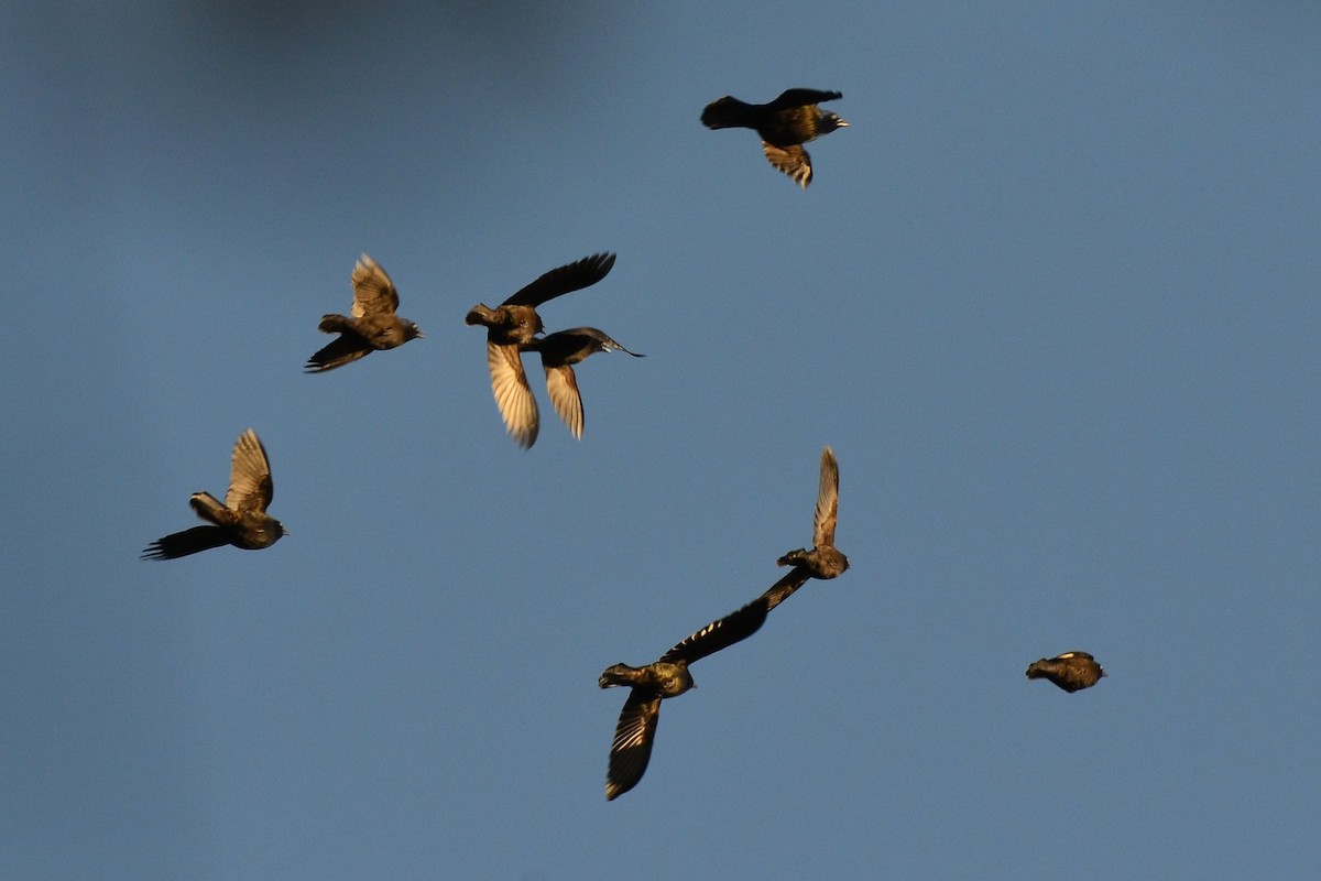 Common Grackle - ML643661843