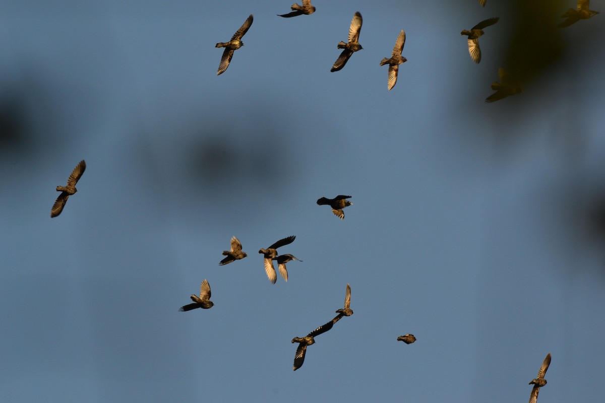 Common Grackle - ML643661844