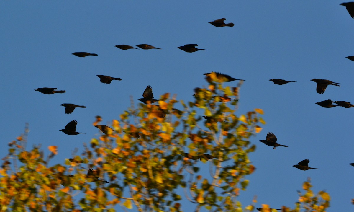 Common Grackle - ML643661845