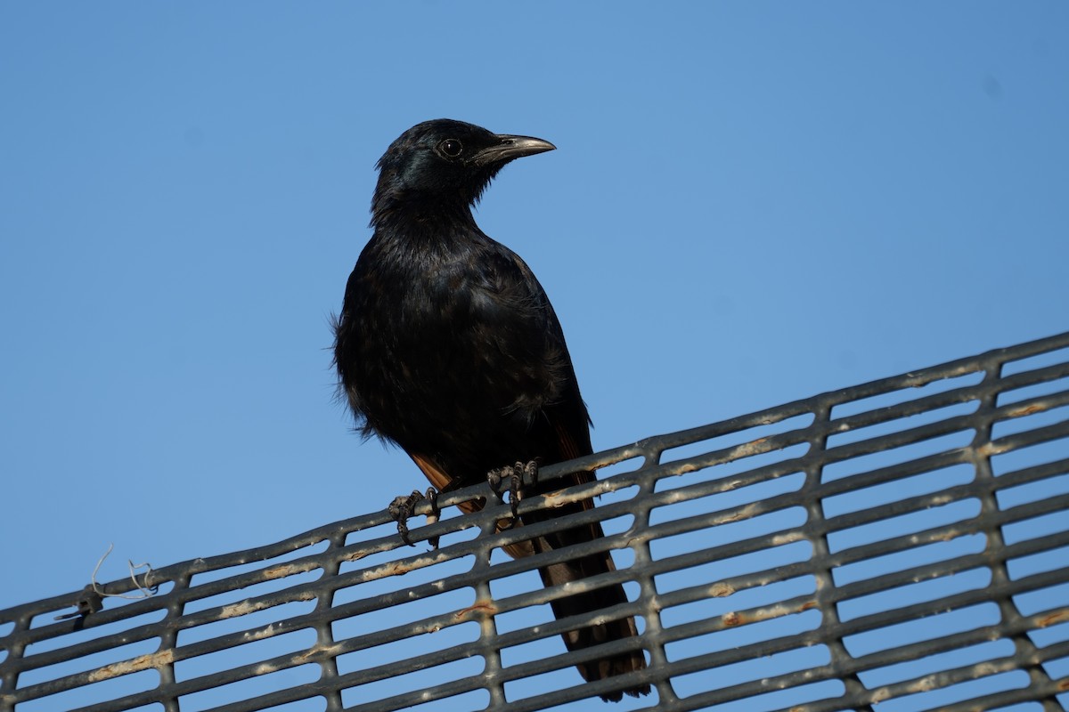 Red-winged Starling - ML643661876
