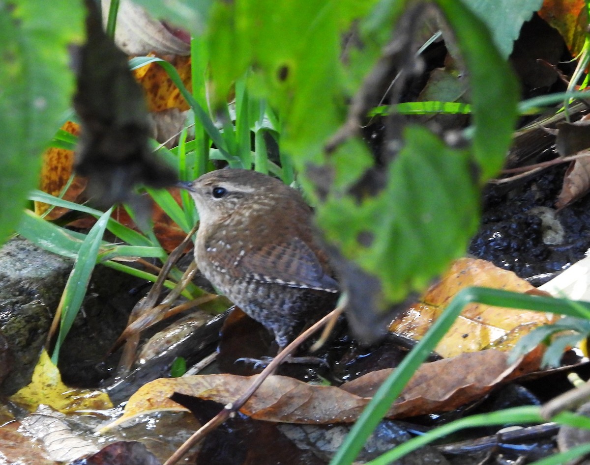 Winter Wren - ML643661895