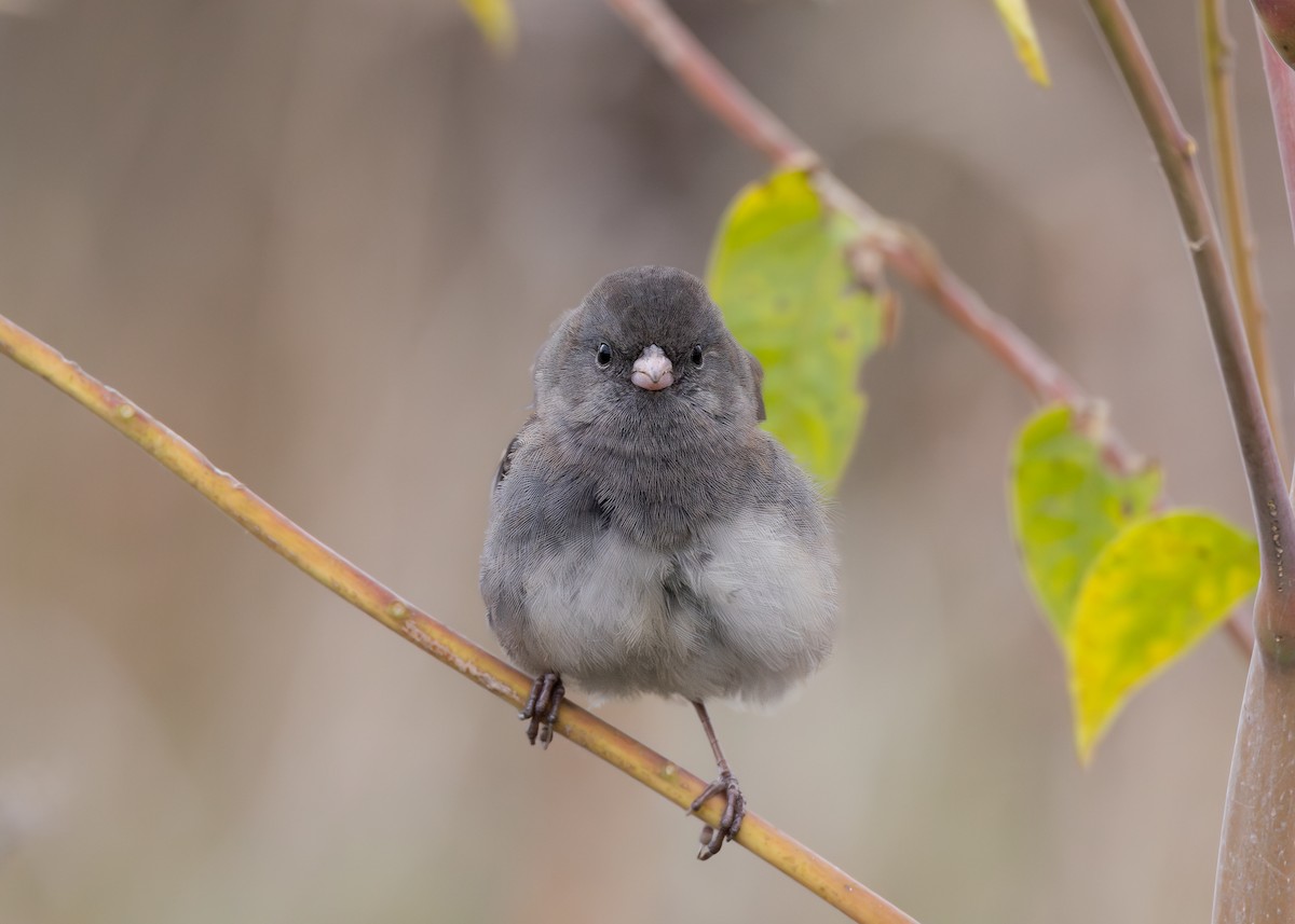 Dark-eyed Junco (Slate-colored) - ML643661898