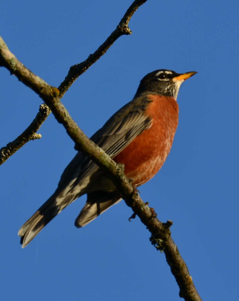 American Robin - ML643661912