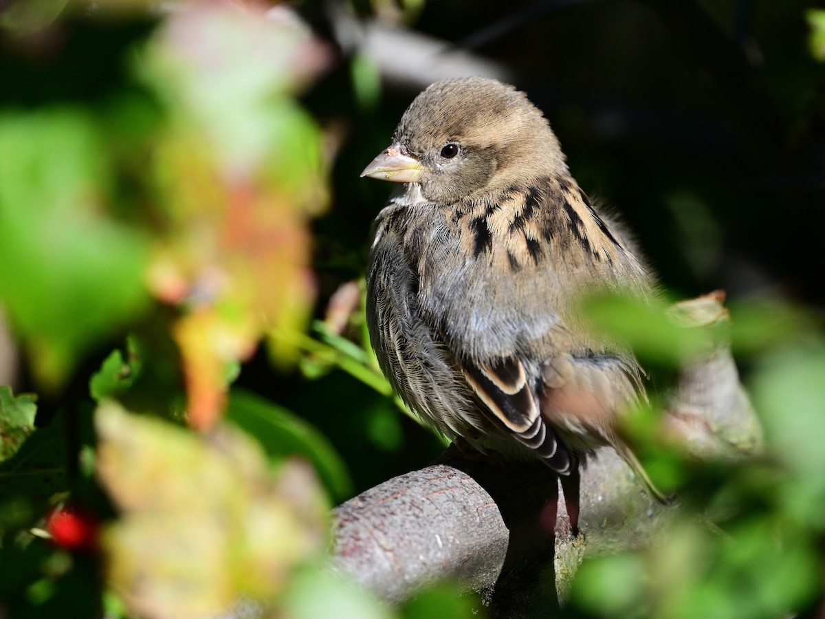 vrabec domácí - ML643661918