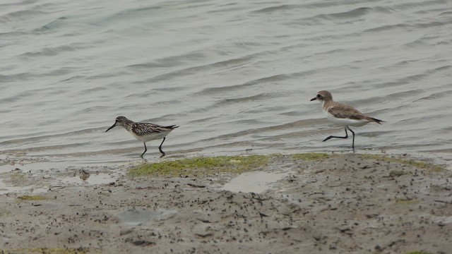 Сянби элсэг - ML643661922