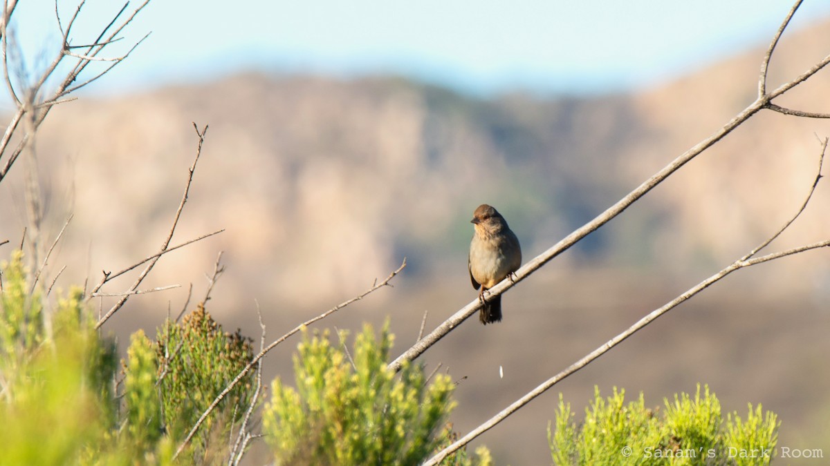 California Towhee - ML643661929
