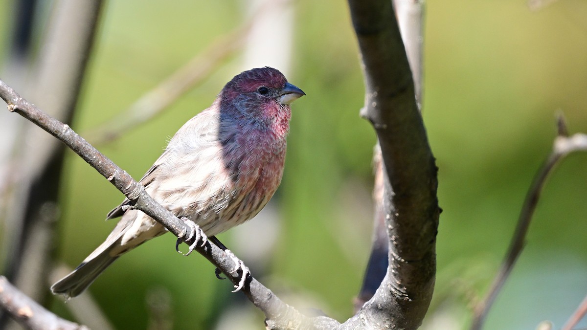 hýl rudoprsý - ML643661933