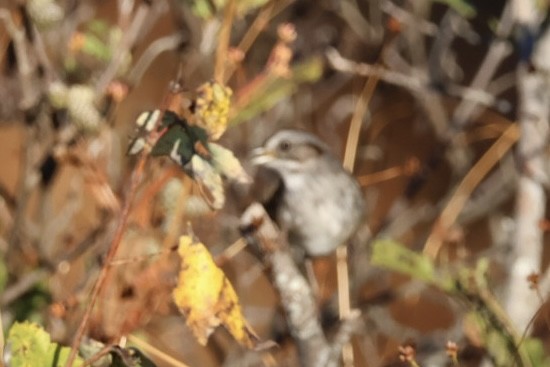 Swamp Sparrow - ML643661937