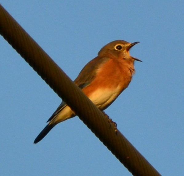 Eastern Bluebird - ML643661942