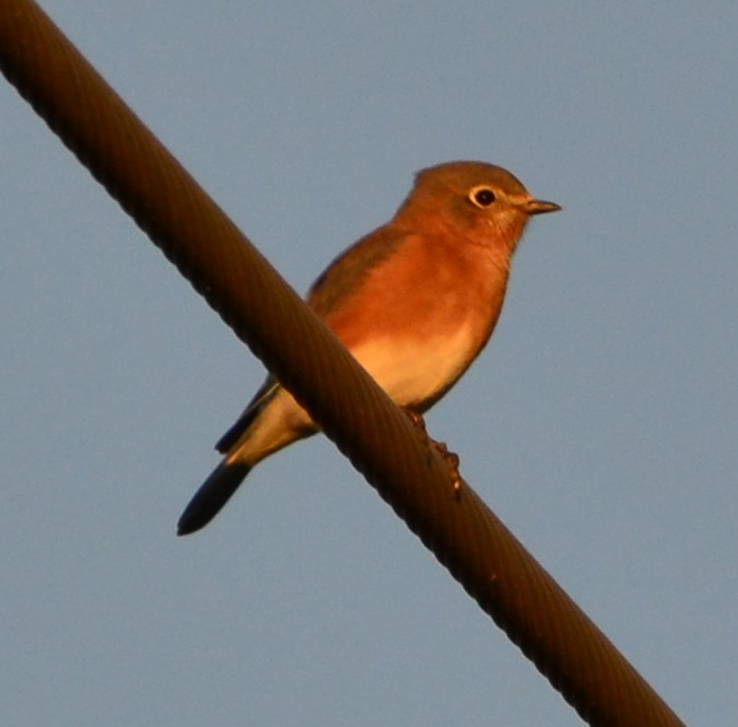 Eastern Bluebird - ML643661943