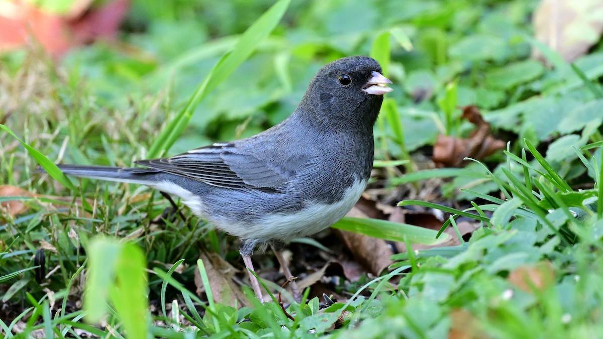 strnadec zimní - ML643661946