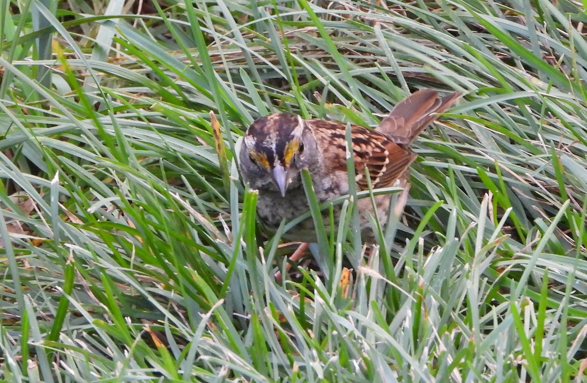 White-throated Sparrow - ML643661951