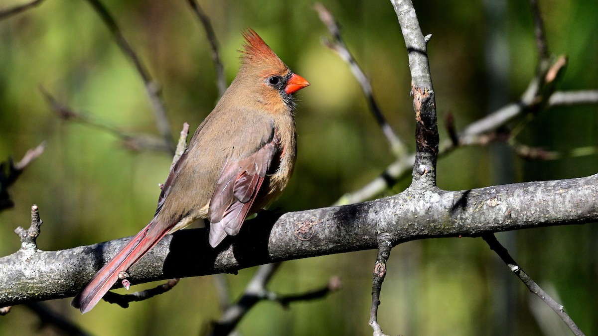 kardinál červený - ML643661953