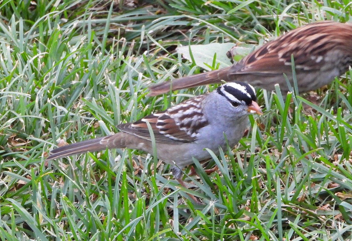 White-crowned Sparrow - ML643661955