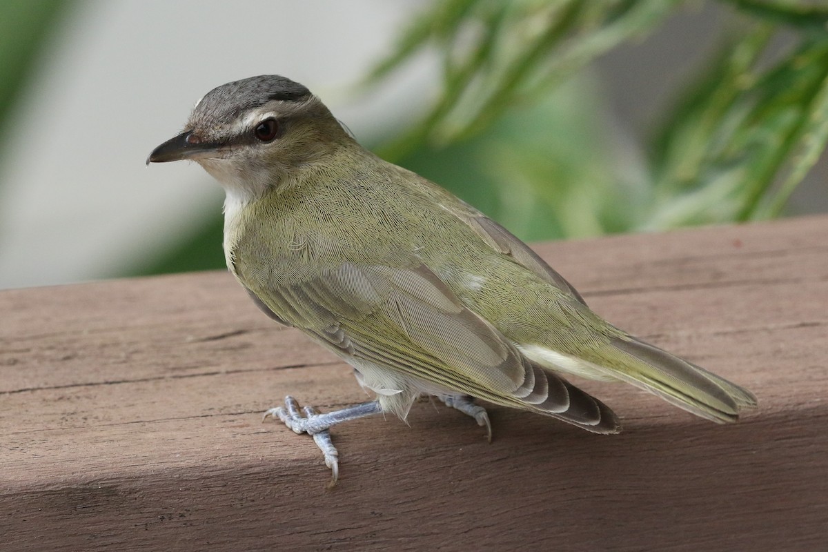 Red-eyed Vireo - ML643661962