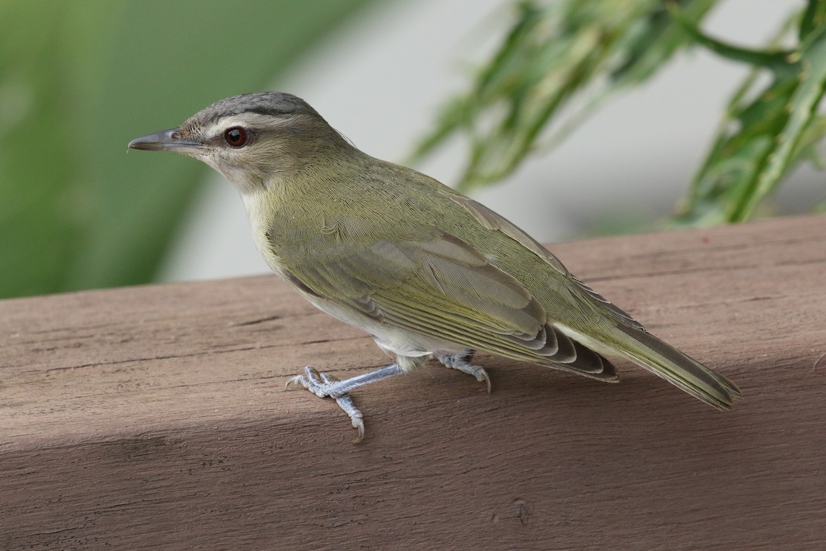 Red-eyed Vireo - ML643661963