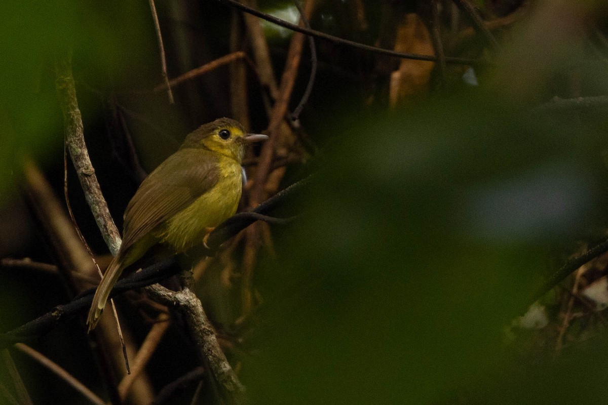 Hairy-backed Bulbul - ML643661987