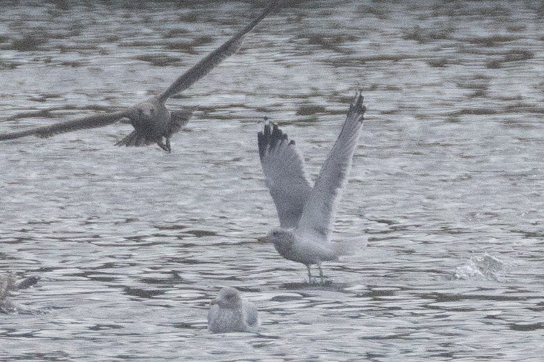 California Gull - ML643661990