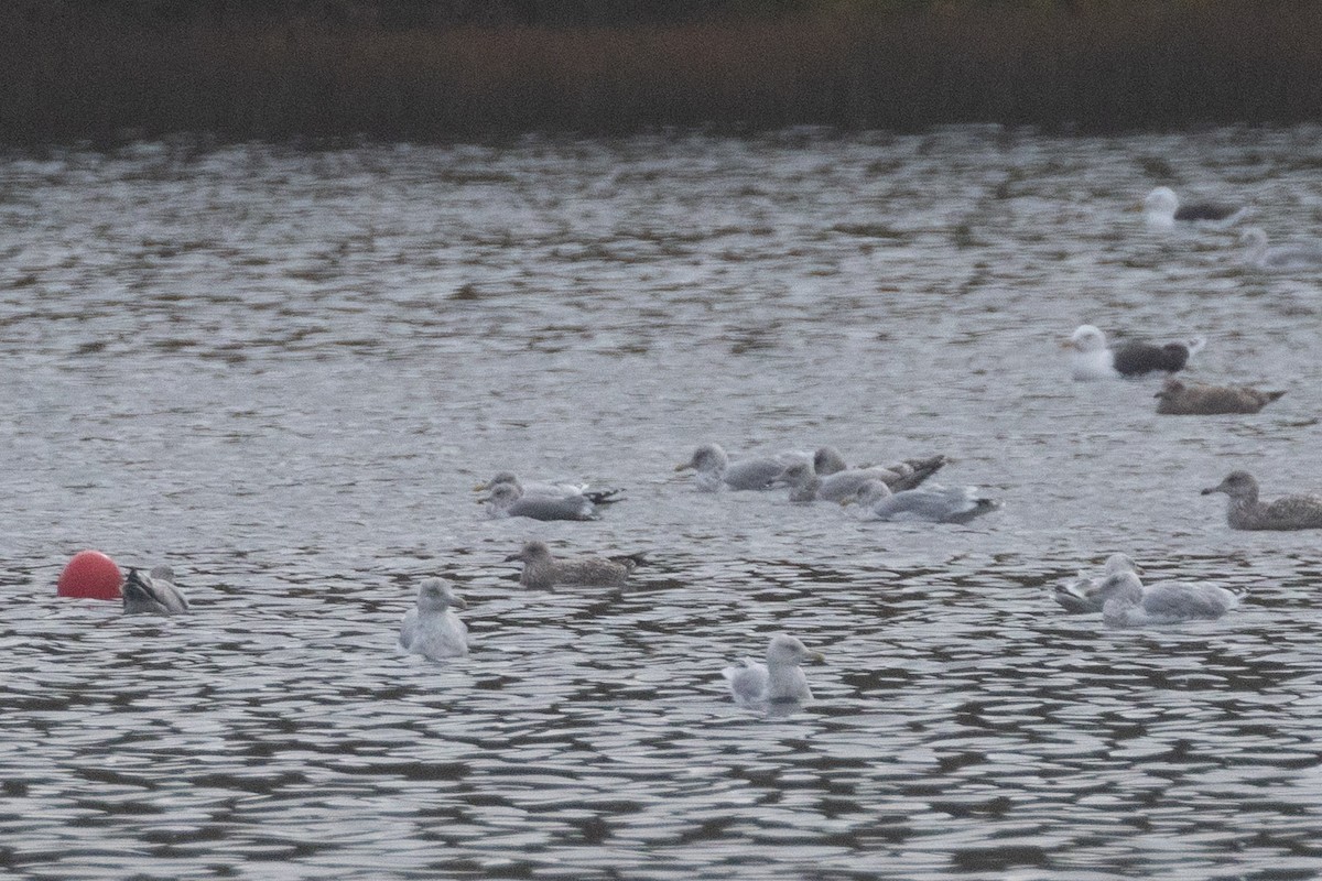 California Gull - ML643661991