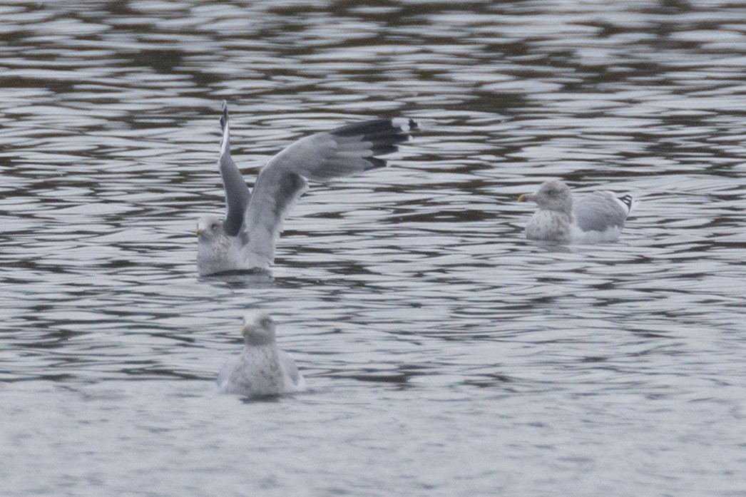 California Gull - ML643661992