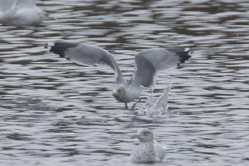 California Gull - ML643661993