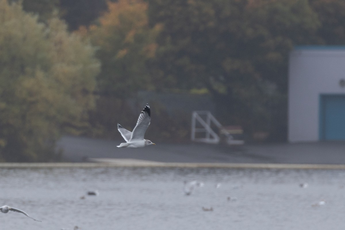 California Gull - ML643661994